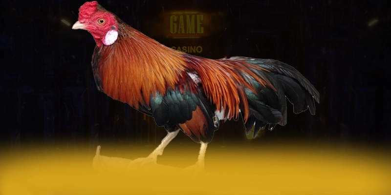 
Cập nhật thông tin về 789WIN - Cổng trò chơi đẳng cấp tại Việt Nam
