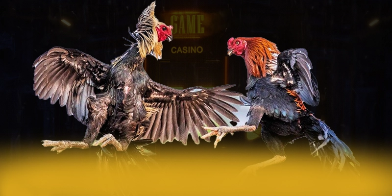 VWIN - Nhà cái đang được quan tâm hàng đầu được đánh giá cao – Tìm hiểu VWIN