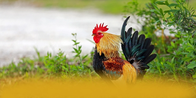 tỷ lệ kèo bóng đá - Cổng cá cược cam kết bảo vệ người chơi tuyệt đối được người chơi tin dùng – Trải nghiệm tỷ lệ kèo bóng đá