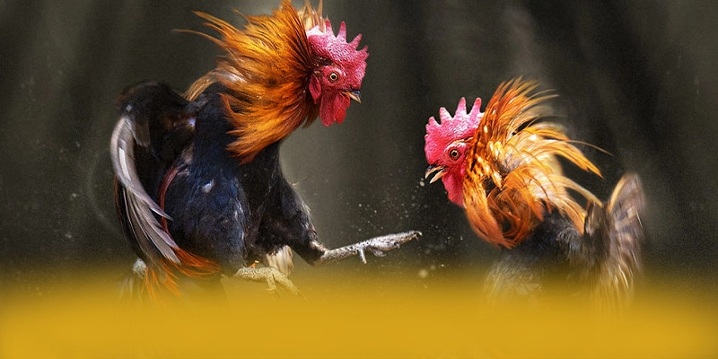 GEM88 - Lời khẳng định một cách toàn diện.