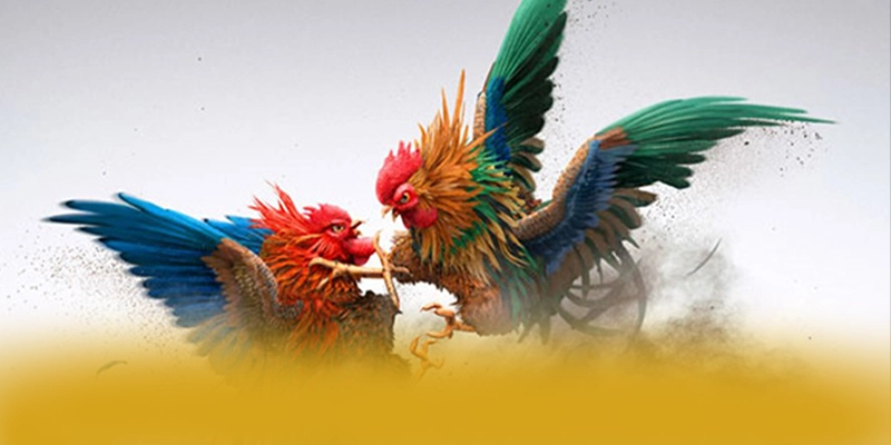 
Đánh giá GO8 - Cổng cá cược uy tín cho người chơi
