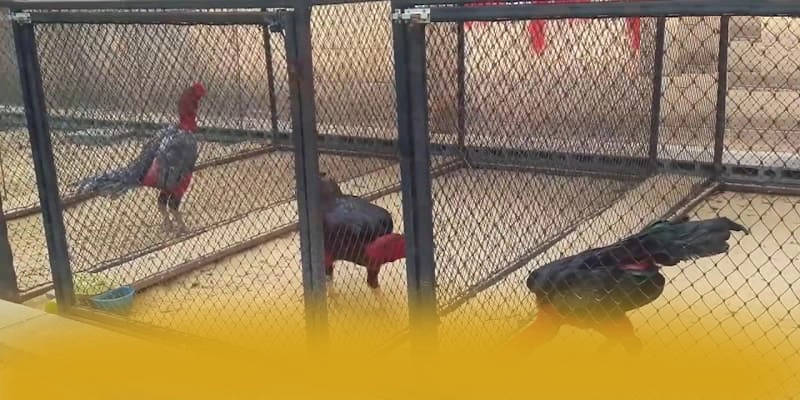 KUWIN - Nhà cái sở hữu top trò chơi nổi bật đang làm mưa làm gió trên thị trường – Tìm hiểu thêm về các sản phẩm của KUWIN