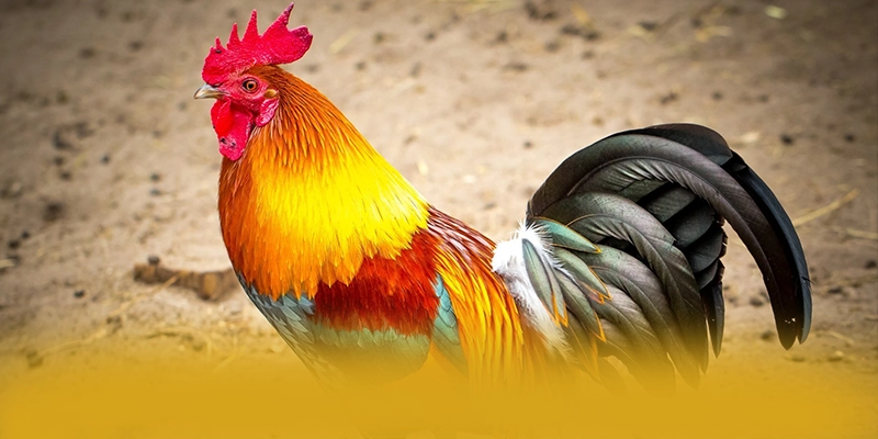 
Khám phá UU88 - Cổng game bài được đánh giá cao được cộng đồng đánh giá cao
