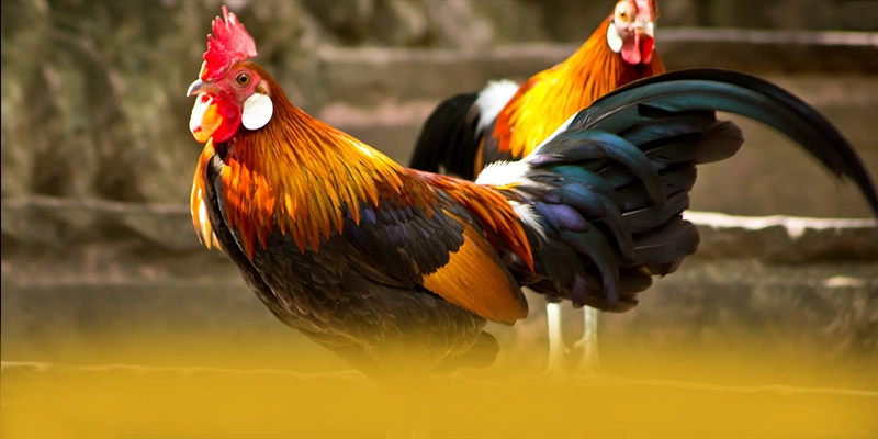 RR99 - Cổng giải trí đáng tin cậy được cộng đồng game thủ công nhận – Khám phá cam kết an toàn của RR99