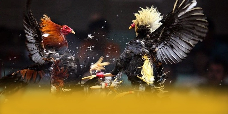 B52 – Cổng cá cược đẳng cấp, được giới cược thủ đánh giá cao.