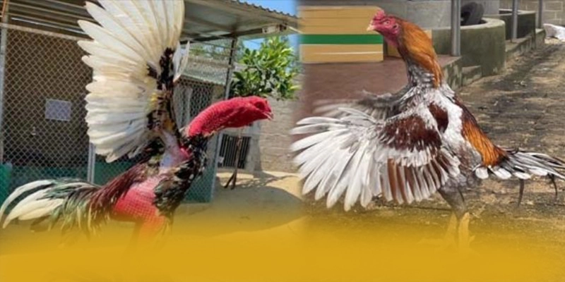 NK88 - Lời kết đầy ấn tượng một cách toàn diện.