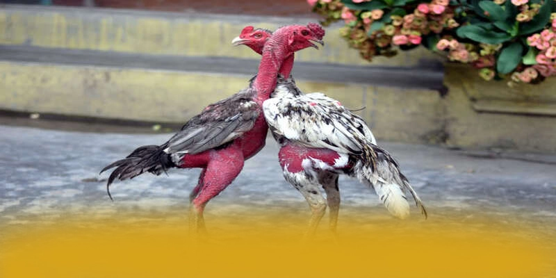 B52 - Cổng cá cược đẳng cấp hiện nay