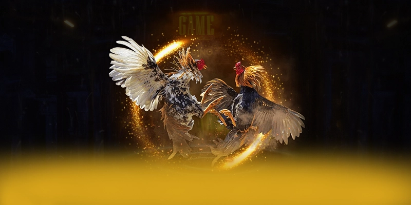 ZBET - Kết luận — Nhà cái uy tín dành cho mọi người chơi