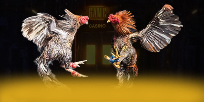 ZBET - Hỗ trợ người chơi chuyên nghiệp luôn sẵn sàng