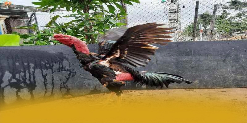 Câu hỏi thường gặp về FB88 Câu hỏi thường gặp về FB88